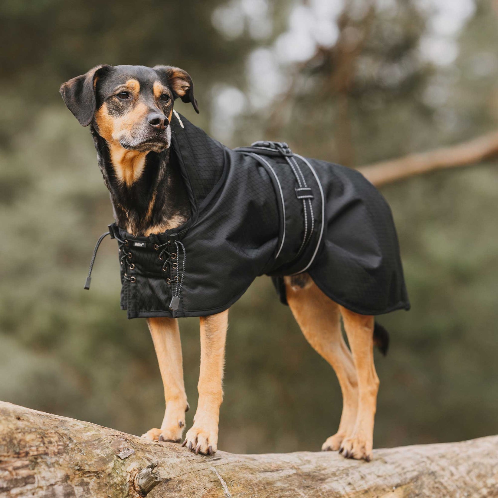Multiseason Hundedecke mit Füllung – Bild 3