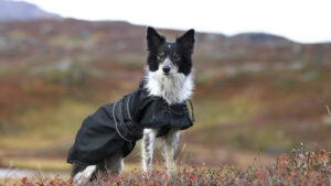 Multiseason Hundedecke mit Füllung – Bild 4