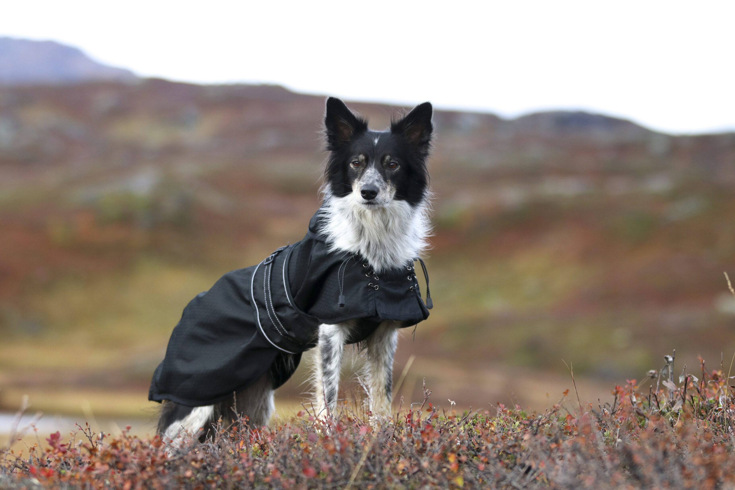 Multiseason Hundedecke mit Füllung – Bild 4